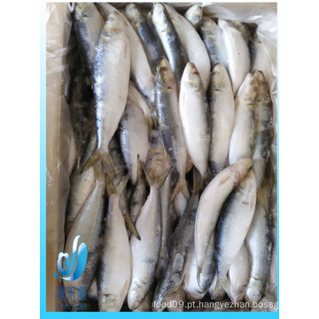 Sardinha congelada pacífica tamanho30-40